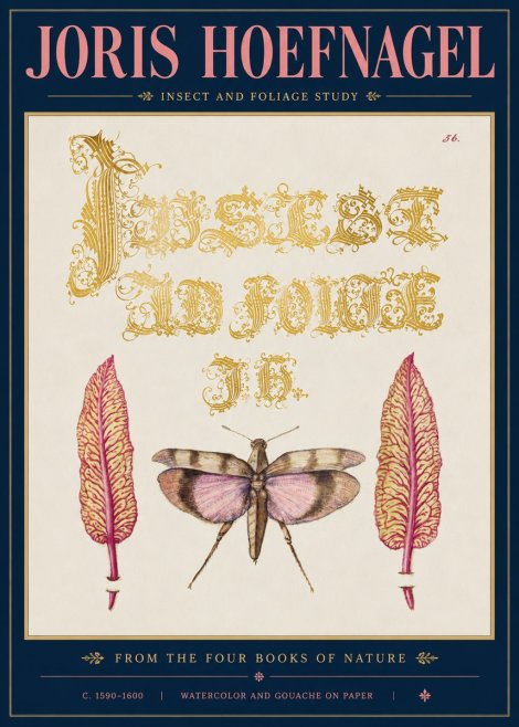Joris Hoefnagel Insect and Foliage Study No5 - Juliste