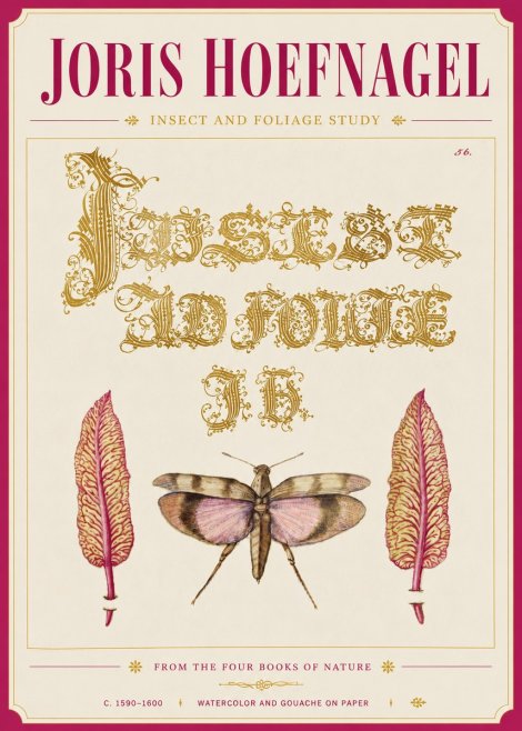 Joris Hoefnagel Insect and Foliage Study No6 - Juliste