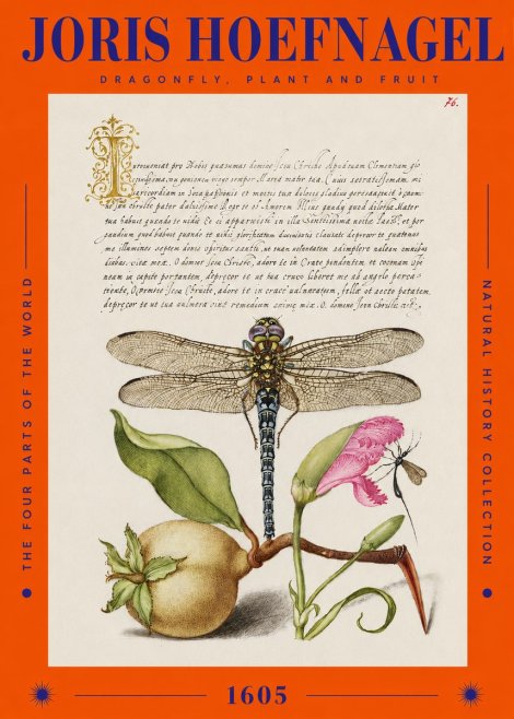 Joris Hoefnagel Dragonfly, Plant and Fruit No2 - Juliste