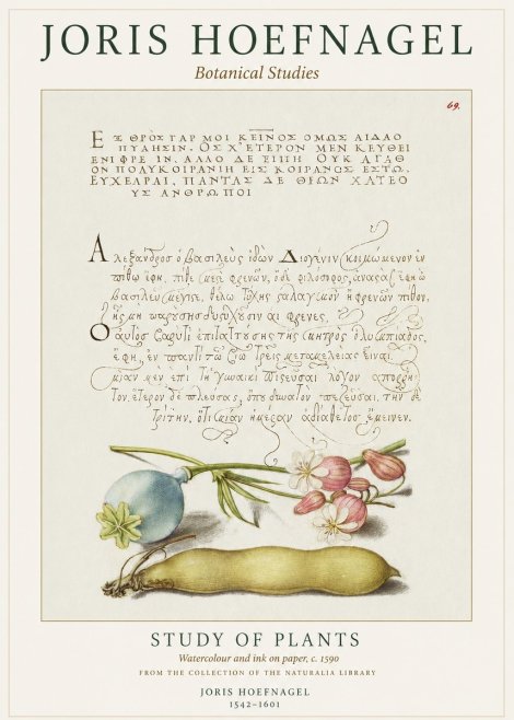Joris Hoefnagel Study of Plants I No1 - Juliste
