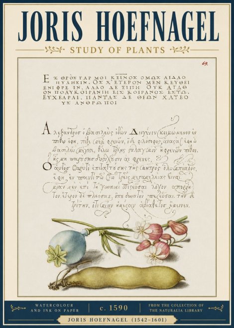 Joris Hoefnagel Study of Plants I No4 - Juliste