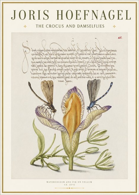 Joris Hoefnagel The Crocus and Damselflies No1 - Juliste