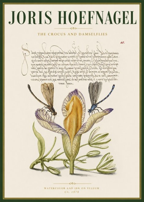 Joris Hoefnagel The Crocus and Damselflies No3 - Juliste