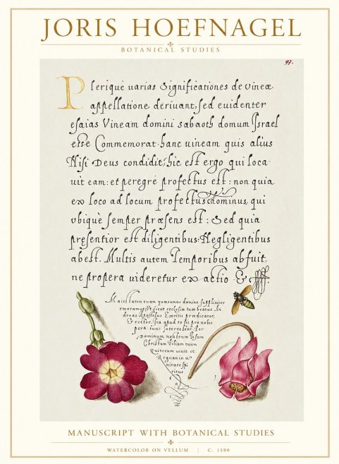 Joris Hoefnagel Manuscript with Botanical Studies No1 - Juliste