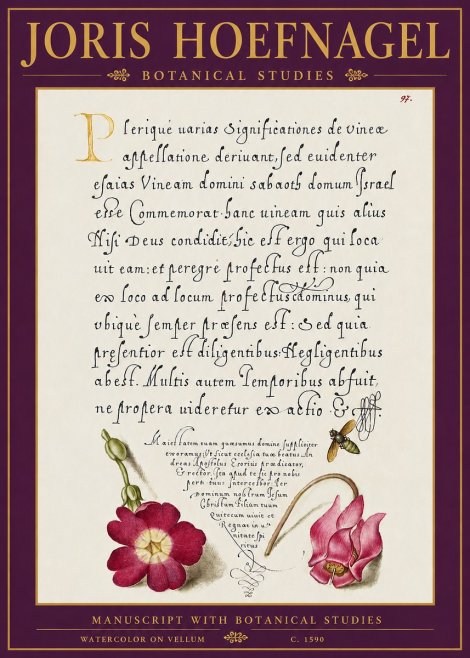 Joris Hoefnagel Manuscript with Botanical Studies No5 - Juliste