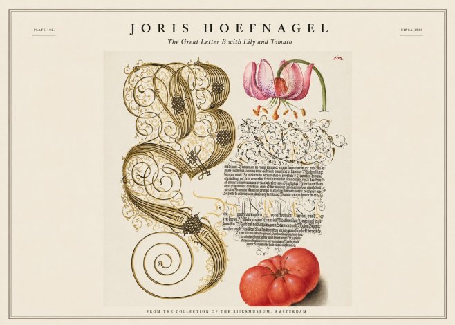 Joris Hoefnagel The Great Letter B with Lily and Tomato No1 - Juliste