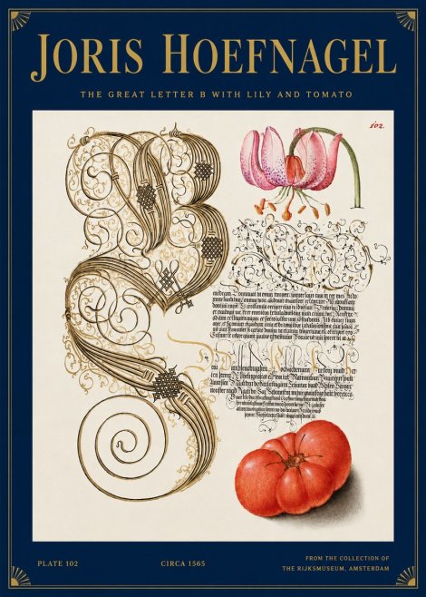 Joris Hoefnagel The Great Letter B with Lily and Tomato No3 - Juliste