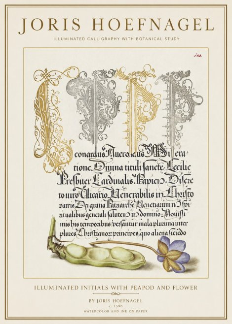 Joris Hoefnagel Illuminated Initials with Peapod and Flower No1 - Juliste