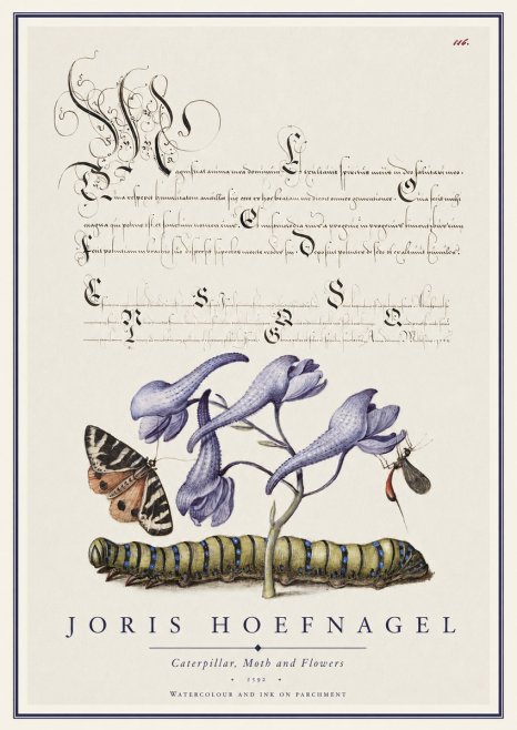 Joris Hoefnagel Caterpillar, Moth and Flowers No1 - Juliste