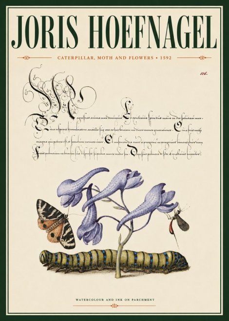 Joris Hoefnagel Caterpillar, Moth and Flowers No4 - Juliste