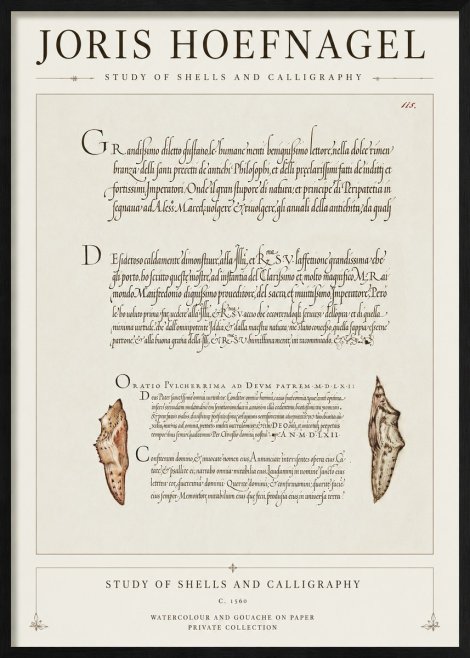 Joris Hoefnagel Study of Shells and Calligraphy No1 - Juliste