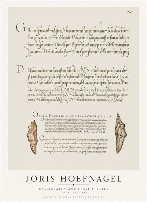 Joris Hoefnagel Study of Shells and Calligraphy No2 - Juliste