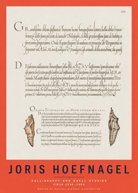 Joris Hoefnagel Study of Shells and Calligraphy No3 - Juliste