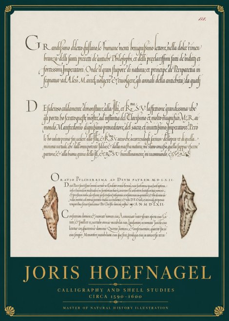 Joris Hoefnagel Study of Shells and Calligraphy No4 - Juliste