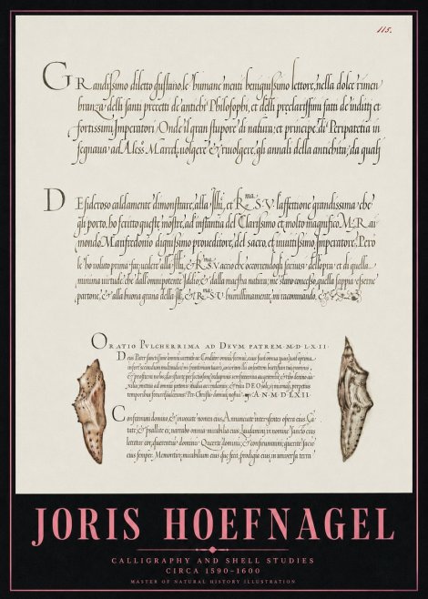 Joris Hoefnagel Study of Shells and Calligraphy No5 - Juliste