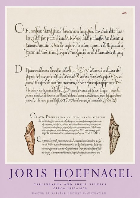 Joris Hoefnagel Study of Shells and Calligraphy No6 - Juliste
