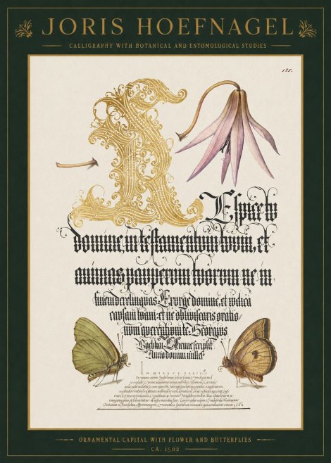 Joris Hoefnagel Ornamental Capital with Flower and Butterflies No1 - Juliste