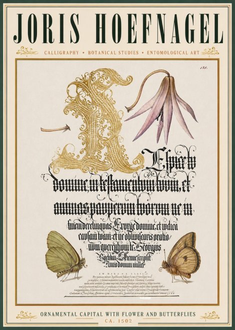 Joris Hoefnagel Ornamental Capital with Flower and Butterflies No3 - Juliste