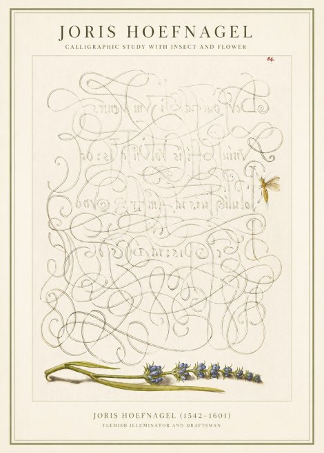 Joris Hoefnagel Calligraphic Study with Insect and Flower No1 - Juliste