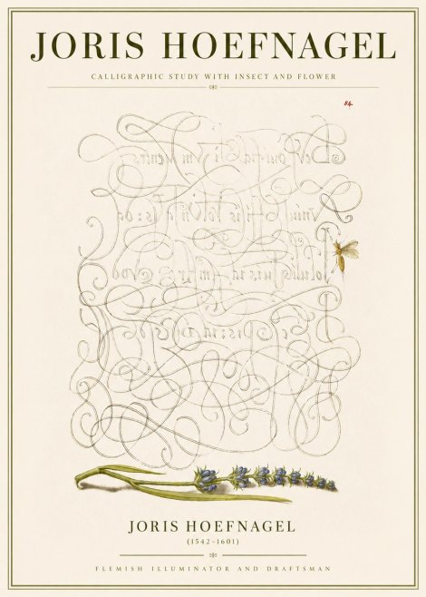 Joris Hoefnagel Calligraphic Study with Insect and Flower No3 - Juliste