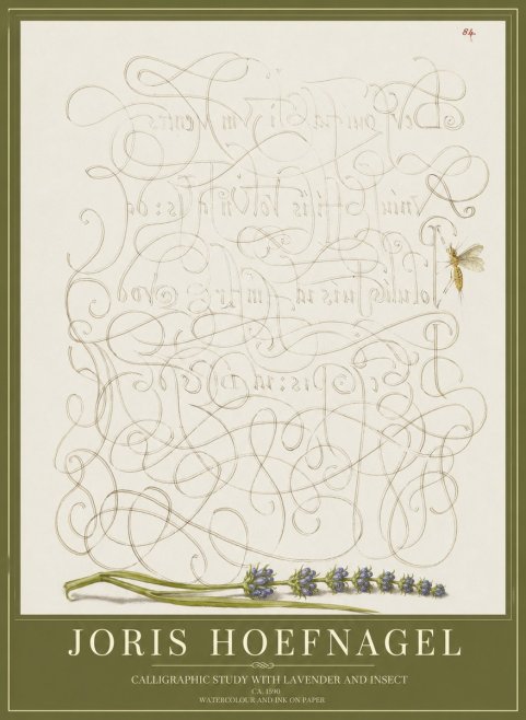 Joris Hoefnagel Calligraphic Study with Insect and Flower No5 - Juliste