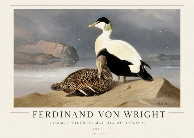 Ferdinand von Wright Common Eider (Somateria Mollissima) No1 - Juliste