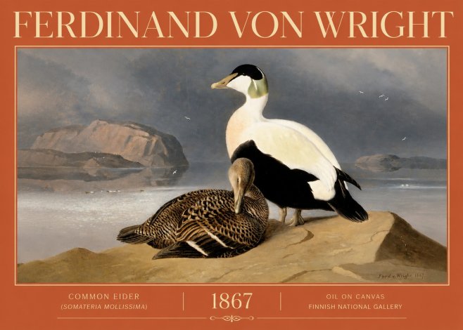 Ferdinand von Wright Common Eider (Somateria Mollissima) No4 - Juliste