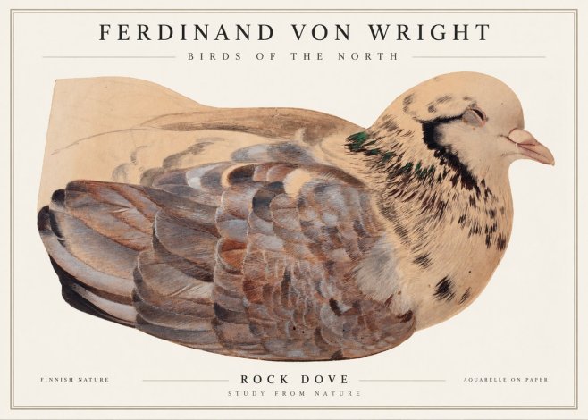 Ferdinand von Wright Turtle Dove Study No2 - Juliste