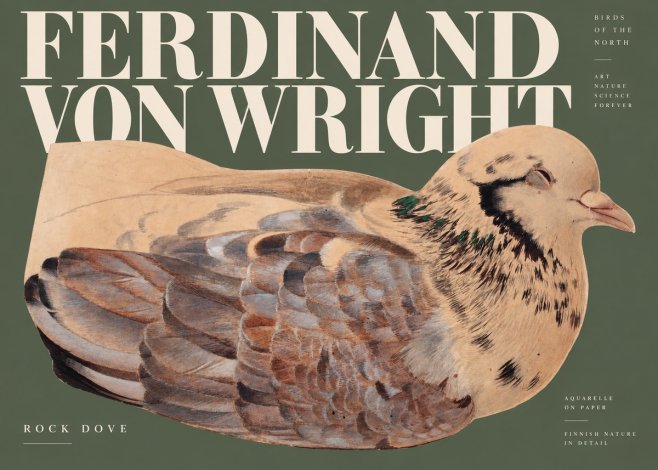 Ferdinand von Wright Turtle Dove Study No3 - Juliste