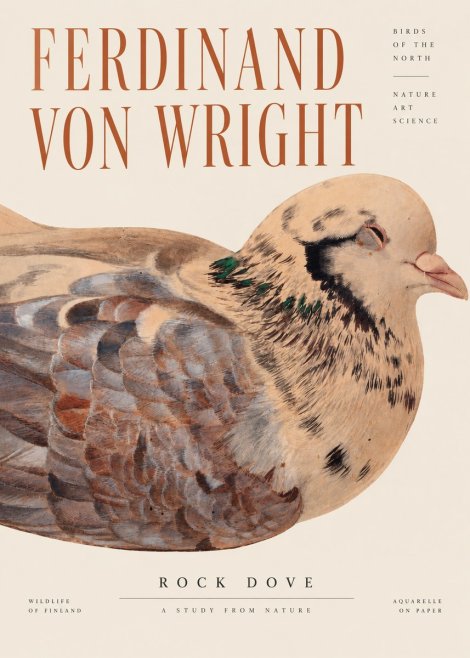 Ferdinand von Wright Turtle Dove Study No4 - Juliste