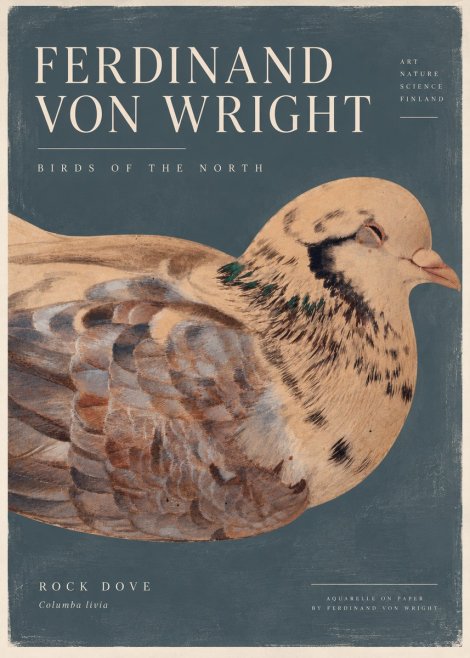 Ferdinand von Wright Turtle Dove Study No5 - Juliste