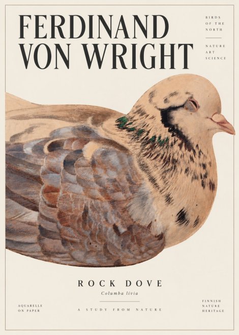 Ferdinand von Wright Turtle Dove Study No6 - Juliste