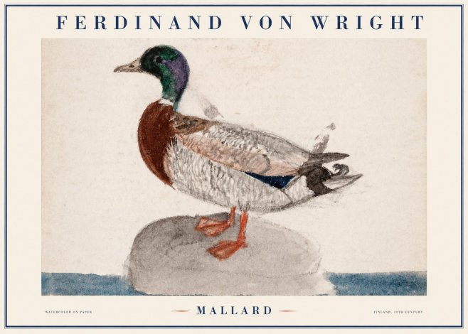 Ferdinand von Wright Mallard No1 - Juliste