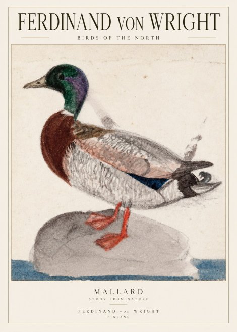 Ferdinand von Wright Mallard No2 - Juliste