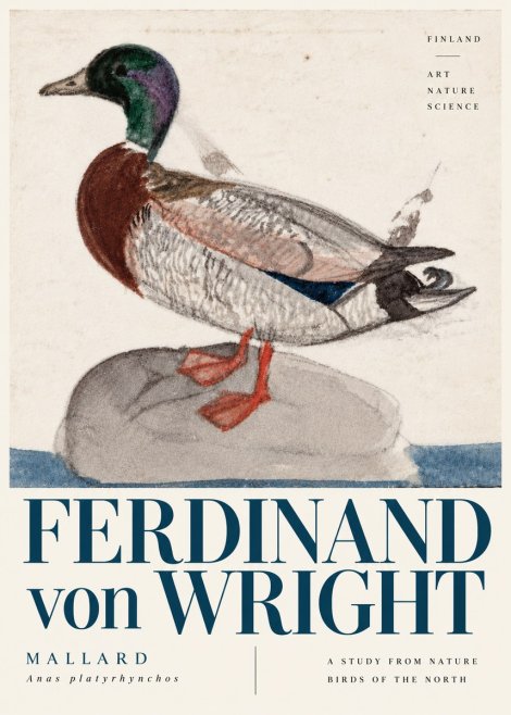 Ferdinand von Wright Mallard No6 - Juliste