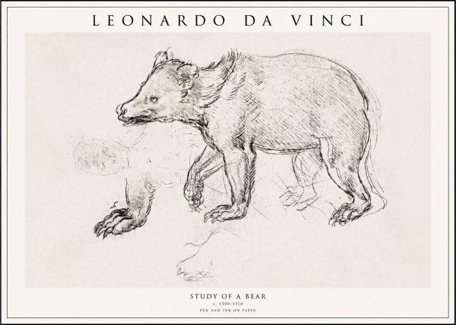 Leonardo da Vinci Study of a Bear No1 - Juliste