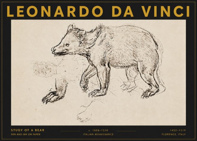 Leonardo da Vinci Study of a Bear No5 - Juliste
