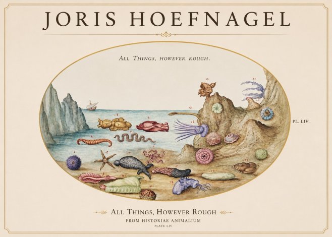 Joris Hoefnagel Totvs Echinvs Asper. Plate Liv No2 - Juliste