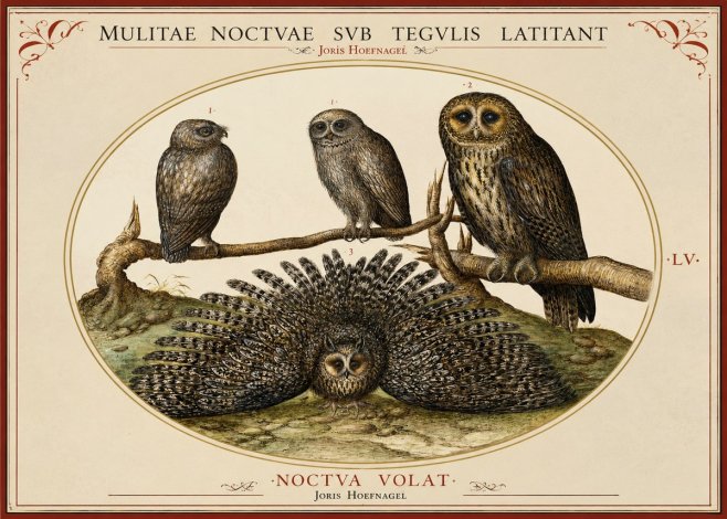 Joris Hoefnagel Noctva Volat No2 - Juliste