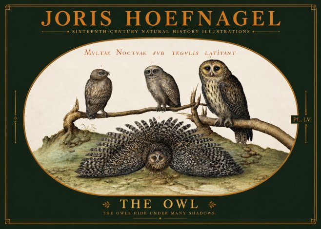 Joris Hoefnagel Noctva Volat No6 - Juliste