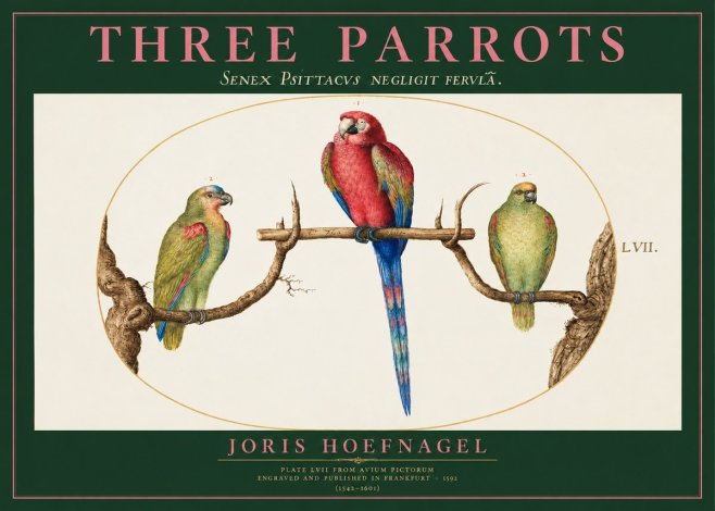 Joris Hoefnagel Three Parrots No2 - Juliste