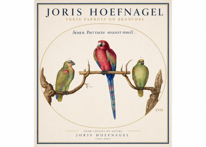 Joris Hoefnagel Three Parrots No3 - Juliste