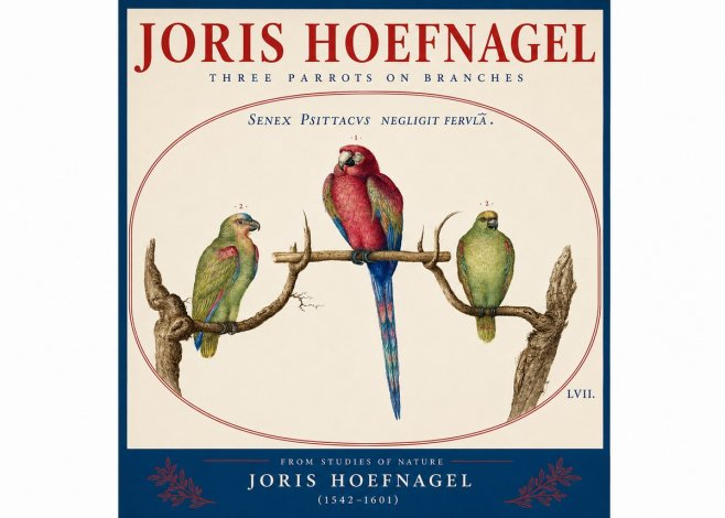 Joris Hoefnagel Three Parrots No4 - Juliste