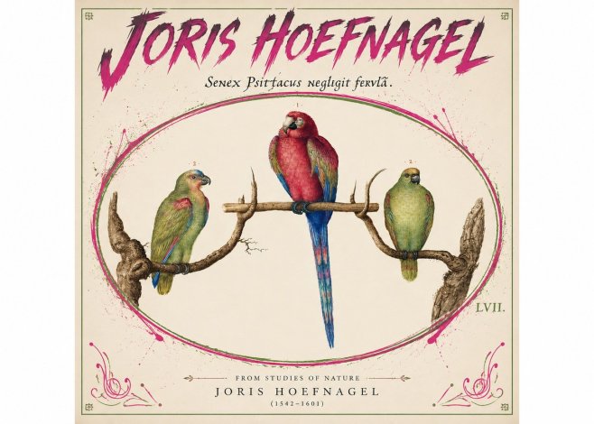 Joris Hoefnagel Three Parrots No5 - Juliste