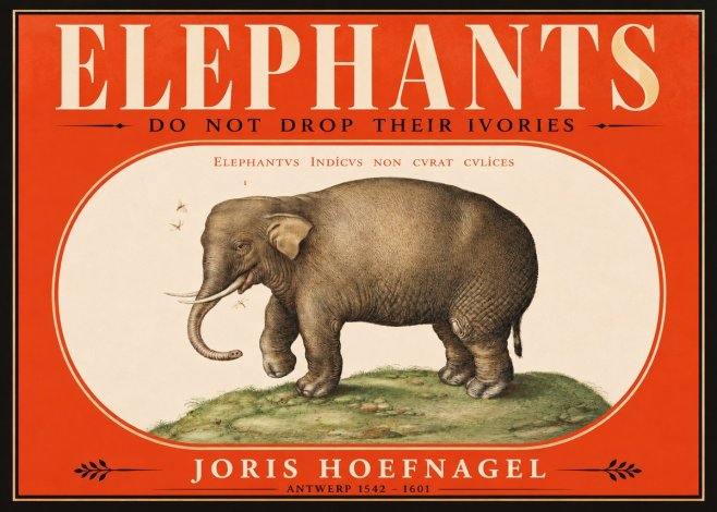 Joris Hoefnagel Elephant Does Not Drop Its Ivories No2 - Juliste