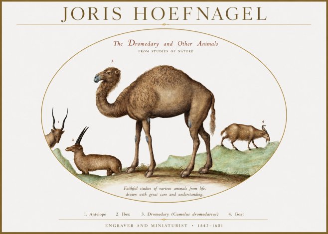 Joris Hoefnagel The Dromedary and Other Animals from Studies of Nature No1 - Juliste