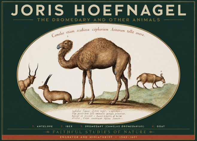 Joris Hoefnagel The Dromedary and Other Animals from Studies of Nature No2 - Juliste