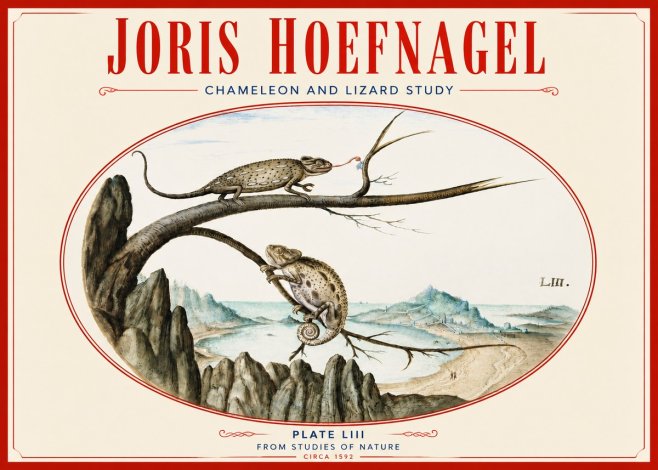 Joris Hoefnagel Chameleon and Lizard No4 - Juliste