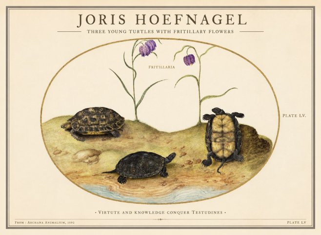 Joris Hoefnagel Three Young Turtles with Fritillary Flowers No1 - Juliste