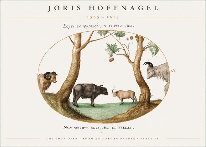 Joris Hoefnagel The Four Oxen No1 - Juliste